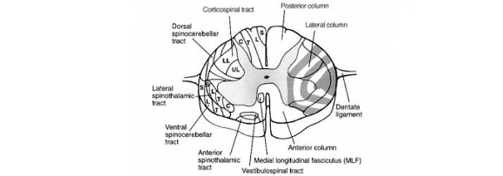 Upper Cervical Subluxation Neurology in Ashland OH